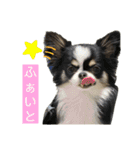 チワワのもねしゃん★（個別スタンプ：16）