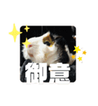 犬 猫 モルモットのスタンプ4（個別スタンプ：1）