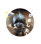 犬 猫 モルモットのスタンプ4（個別スタンプ：2）