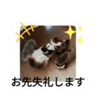 犬 猫 モルモットのスタンプ4（個別スタンプ：3）