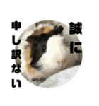 犬 猫 モルモットのスタンプ4（個別スタンプ：4）