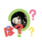 犬 猫 モルモットのスタンプ4（個別スタンプ：5）