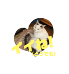 犬 猫 モルモットのスタンプ4（個別スタンプ：8）
