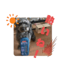 犬 猫 モルモットのスタンプ4（個別スタンプ：9）