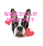 犬 猫 モルモットのスタンプ4（個別スタンプ：10）