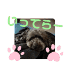 犬 猫 モルモットのスタンプ4（個別スタンプ：14）