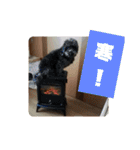 犬 猫 モルモットのスタンプ4（個別スタンプ：15）