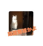 犬 猫 モルモットのスタンプ4（個別スタンプ：16）