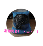 犬 猫 モルモットのスタンプ4（個別スタンプ：18）