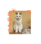 犬 猫 モルモットのスタンプ4（個別スタンプ：19）
