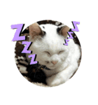 犬 猫 モルモットのスタンプ4（個別スタンプ：20）