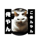犬 猫 モルモットのスタンプ4（個別スタンプ：22）