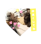 犬 猫 モルモットのスタンプ4（個別スタンプ：23）