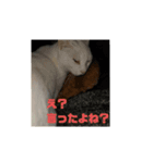 まろももち看護学生用（個別スタンプ：3）