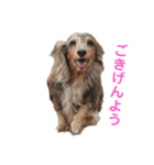 ハリモンの公式いぬぐるいスタンプだよ！（個別スタンプ：3）