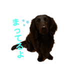 ハリモンの公式いぬぐるいスタンプだよ！（個別スタンプ：6）