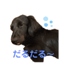 ハリモンの公式いぬぐるいスタンプだよ！（個別スタンプ：11）