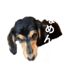 ハリモンの公式いぬぐるいスタンプだよ！（個別スタンプ：13）