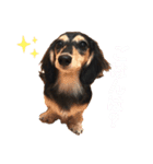 ハリモンの公式いぬぐるいスタンプだよ！（個別スタンプ：15）