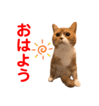 ハルとコハルとチロル（個別スタンプ：1）