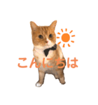 ハルとコハルとチロル（個別スタンプ：3）