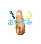 ハルとコハルとチロル（個別スタンプ：4）