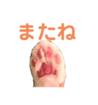 ハルとコハルとチロル（個別スタンプ：5）