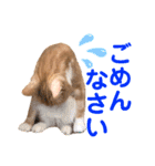 ハルとコハルとチロル（個別スタンプ：6）