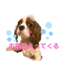 ハルとコハルとチロル（個別スタンプ：8）