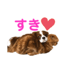 ハルとコハルとチロル（個別スタンプ：10）