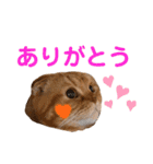 ハルとコハルとチロル（個別スタンプ：11）