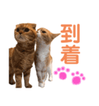 ハルとコハルとチロル（個別スタンプ：16）