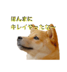 まるちゃんの西表島生活（個別スタンプ：2）