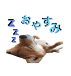 まるちゃんの西表島生活（個別スタンプ：3）