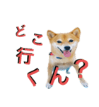 まるちゃんの西表島生活（個別スタンプ：4）