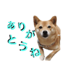 まるちゃんの西表島生活（個別スタンプ：6）