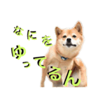 まるちゃんの西表島生活（個別スタンプ：7）