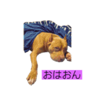 じぇむさんZ（個別スタンプ：3）