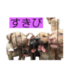 じぇむさんZ（個別スタンプ：5）