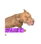 じぇむさんZ（個別スタンプ：10）