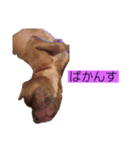 じぇむさんZ（個別スタンプ：16）