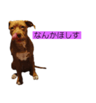 じぇむさんZ（個別スタンプ：37）
