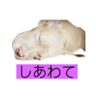 じぇむさんZ（個別スタンプ：40）