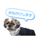 中島家愛犬のスタンプ（個別スタンプ：1）