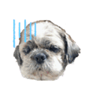 中島家愛犬のスタンプ（個別スタンプ：3）