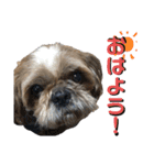 中島家愛犬のスタンプ（個別スタンプ：5）
