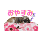 中島家愛犬のスタンプ（個別スタンプ：6）
