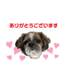 中島家愛犬のスタンプ（個別スタンプ：8）