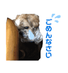 中島家愛犬のスタンプ（個別スタンプ：9）
