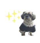 中島家愛犬のスタンプ（個別スタンプ：10）